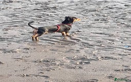 Miniature Dachshund dogs for sale: 11 Month old Miniature Dachshund - Image 5