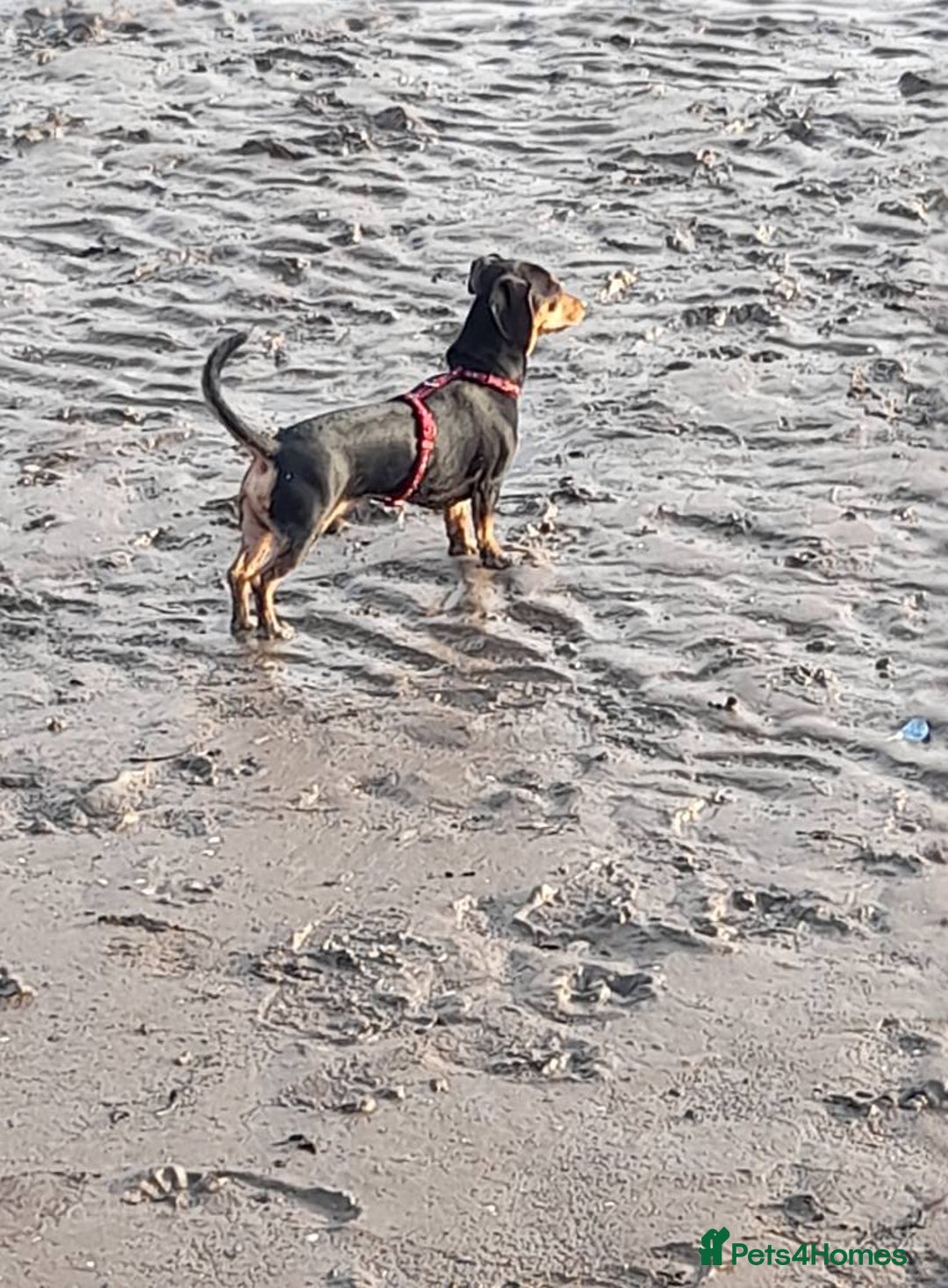 Miniature Dachshund dogs for sale: 11 Month old Miniature Dachshund - Image 5