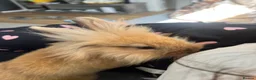 Mixed Breed rabbits for sale: New lionhead rabbits for sale  - Advert 2