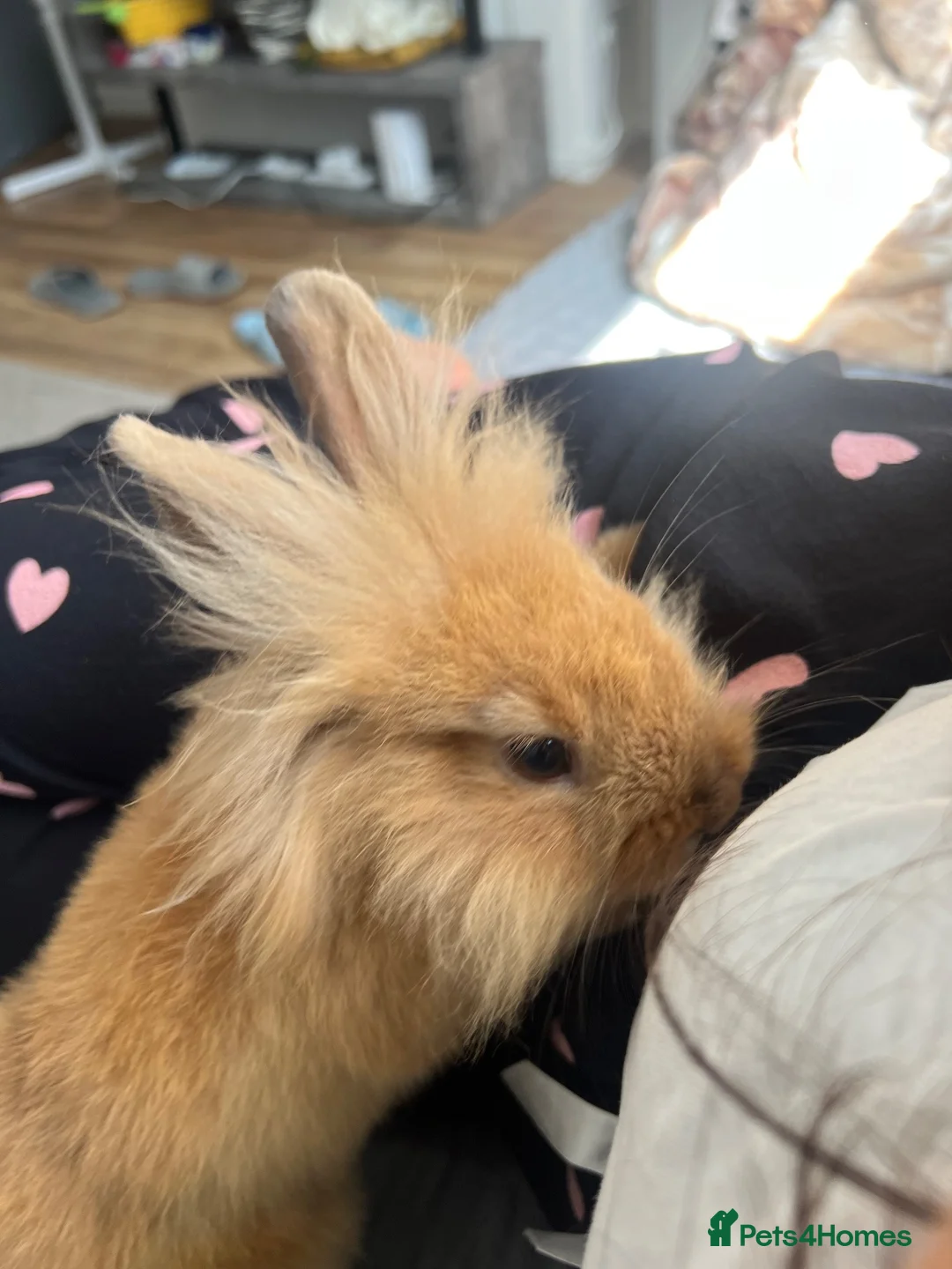 Mixed Breed rabbits for sale: New lionhead rabbits for sale  - Advert 2