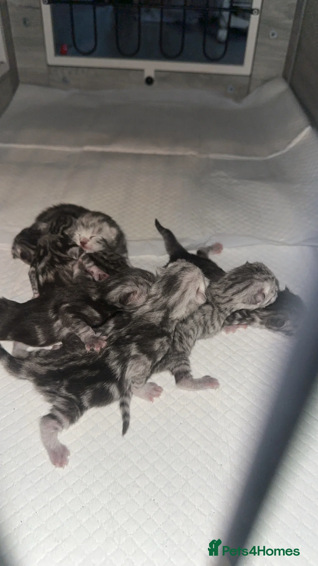 Maine Coon cats for sale: Maine coon X bsh - Advert 2