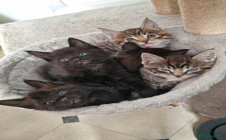 Maine Coon cats - Advert 2