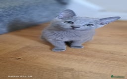 Russian Blue cats for sale: TICA 5* Pedigree Russian Blue Kittens - Image 26