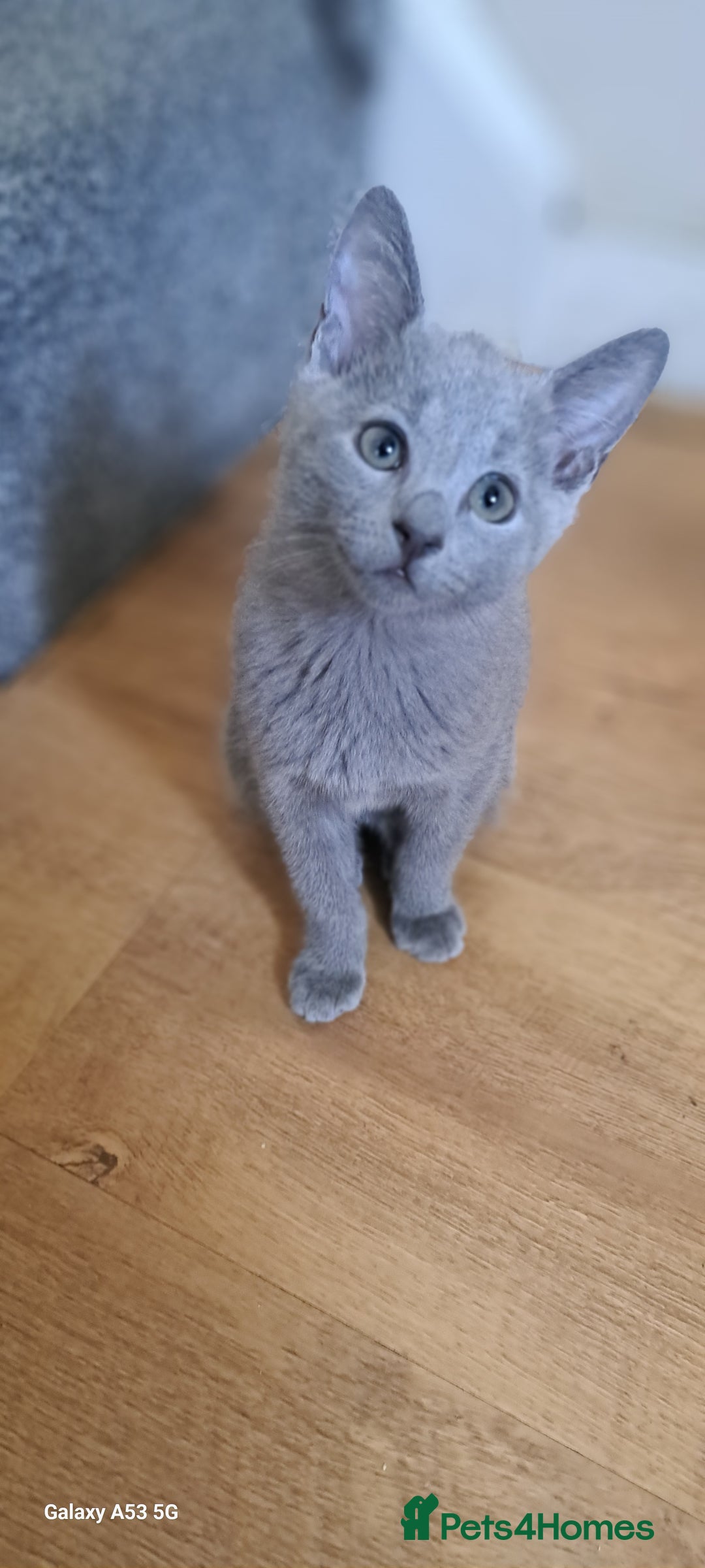 Russian Blue cats for sale: TICA 5* Pedigree Russian Blue Kittens - Image 26
