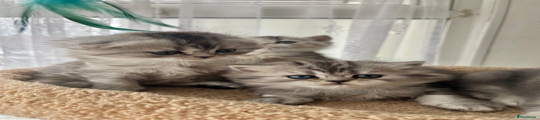 Scottish Straight Longhair Kitten 5