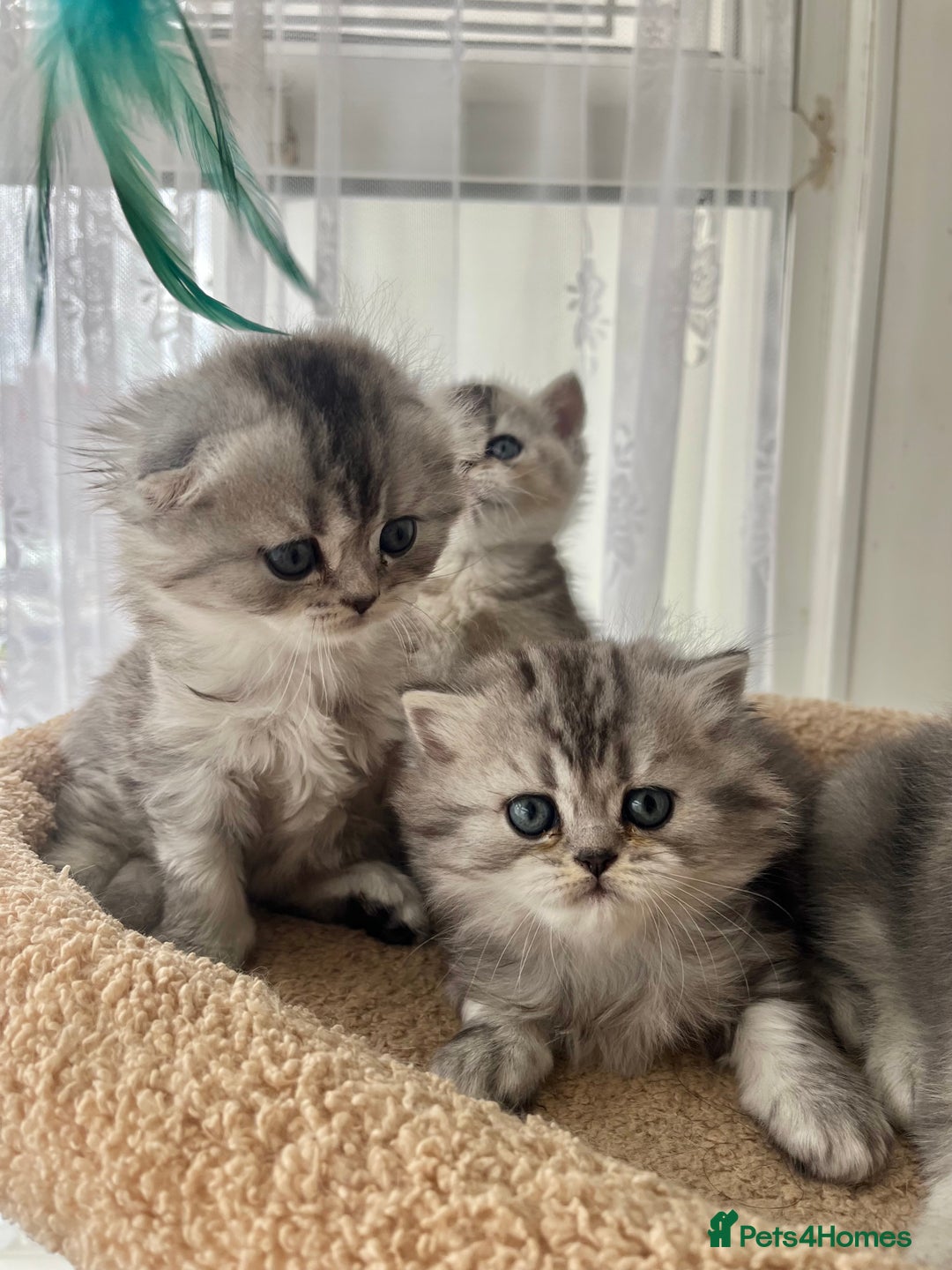 Scottish Fold cats for sale: Adorable Scottish Fold Kittens  - Image 14