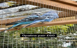 Budgerigars birds for sale: Proven pairs budgies all adult 2+ years old  - Image 6