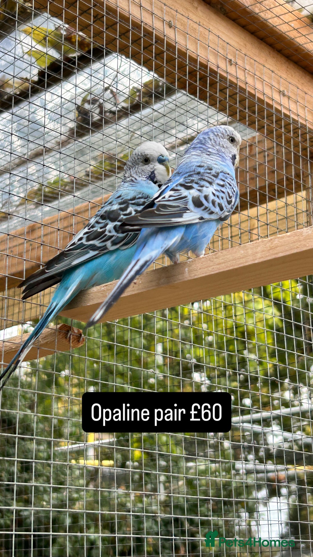 Budgerigars birds for sale: Proven pairs budgies all adult 2+ years old  - Image 6
