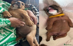 Mixed Breed dogs for sale: 5month old mixed breed  - Image 5