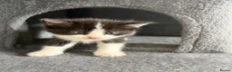 Mixed Breed cats for sale: Beautiful litter of kittens  - Advert 6