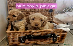 Cockapoo dogs for sale: F1B Cockapoo puppies - Image 1