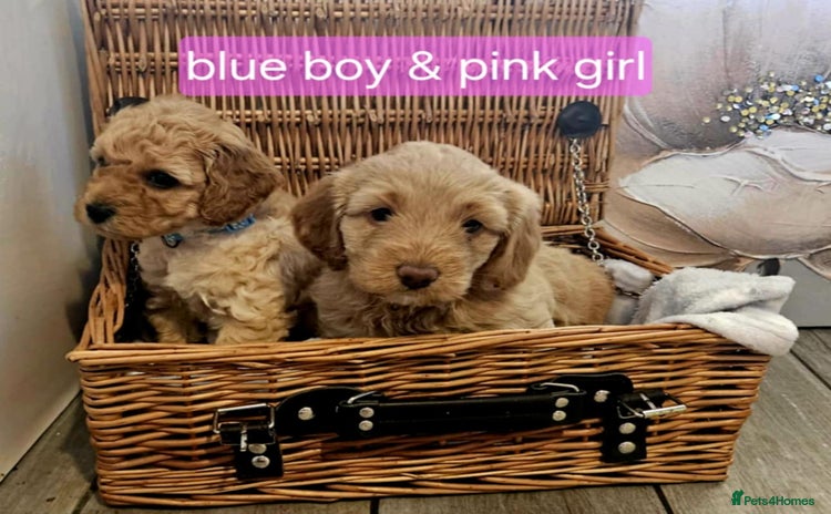 Cockapoo dogs - Advert 3