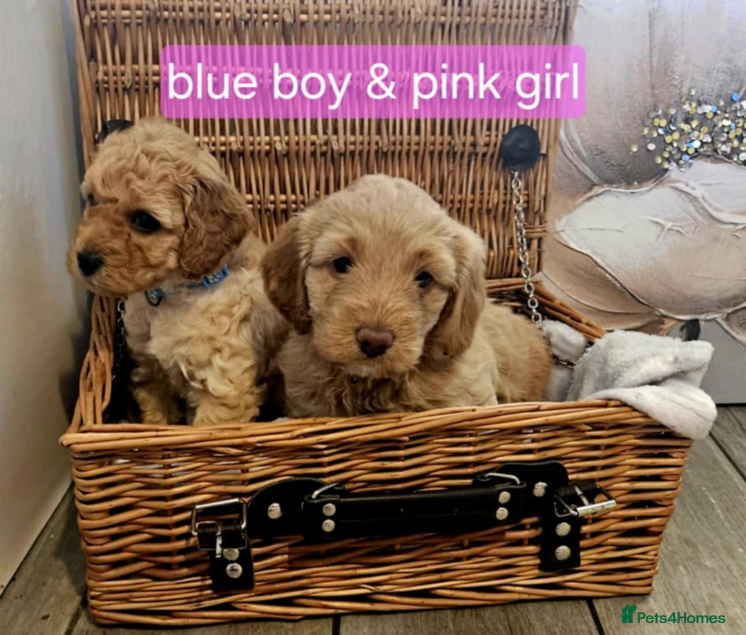 Cockapoo dogs for sale: F1B Cockapoo puppies - Image 1