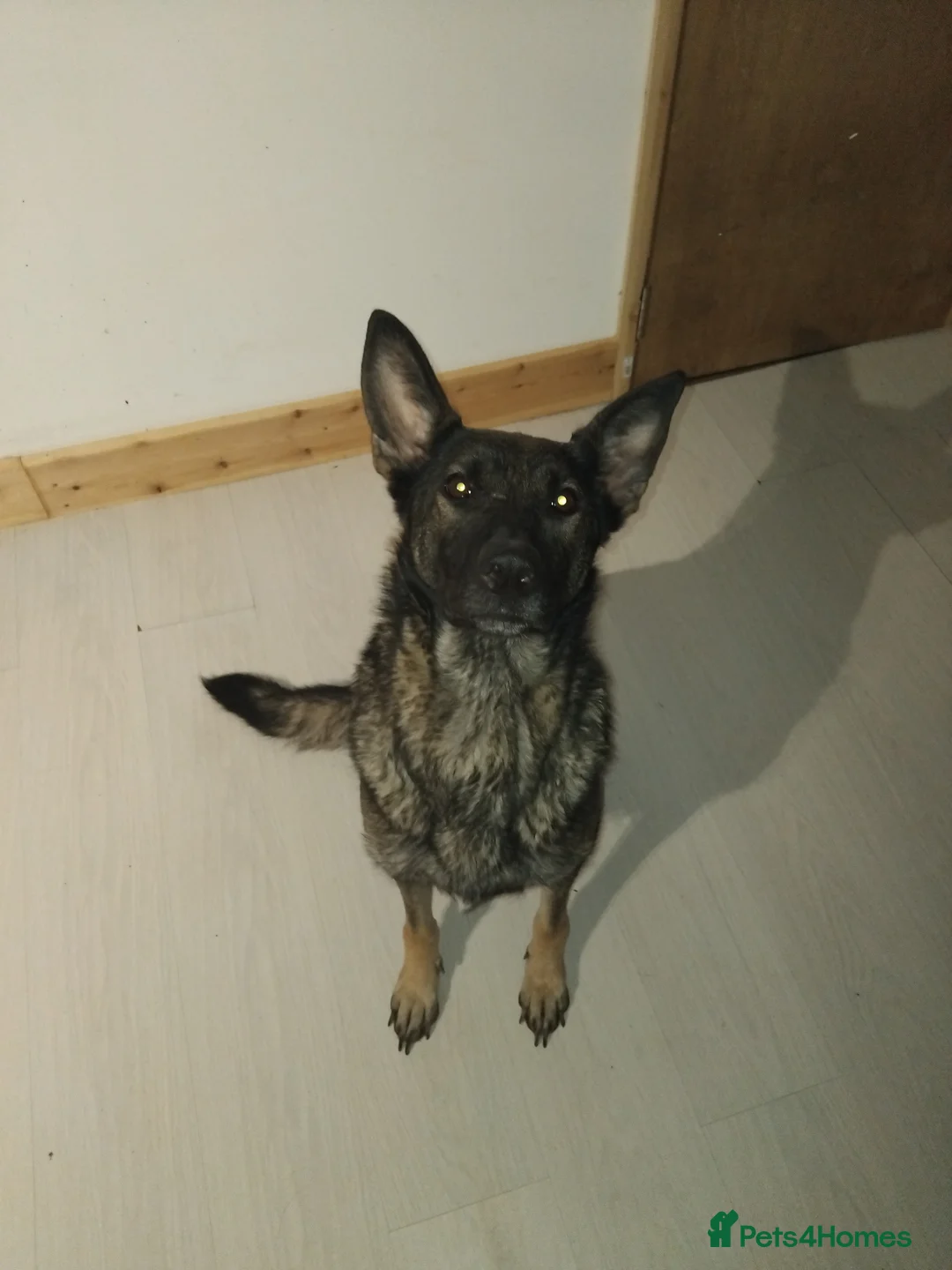German Shepherd dogs for sale: German shepherd Czech line pups kc registered  - Advert 6