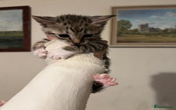 Savannah cats for sale: Savannah SBT adorable silver spotted boys and girl - Image 13