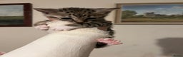 Savannah cats for sale: Savannah SBT adorable silver spotted boys and girl - Advert 11
