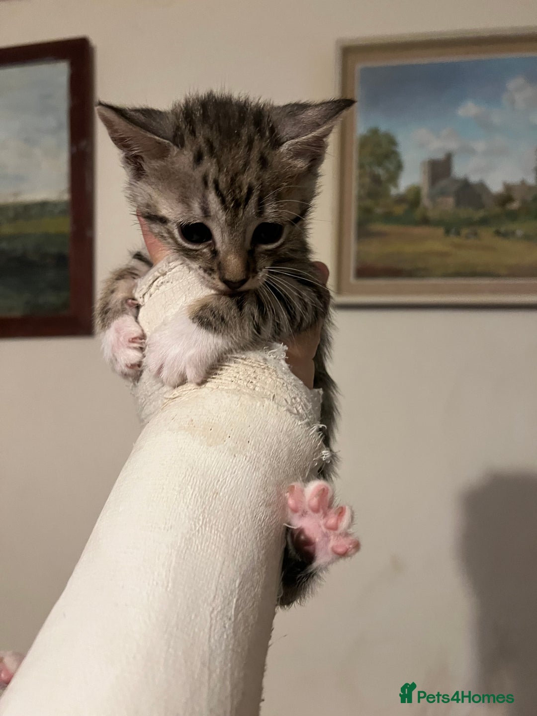 Savannah cats for sale: Savannah SBT adorable silver spotted boys and girl - Image 13