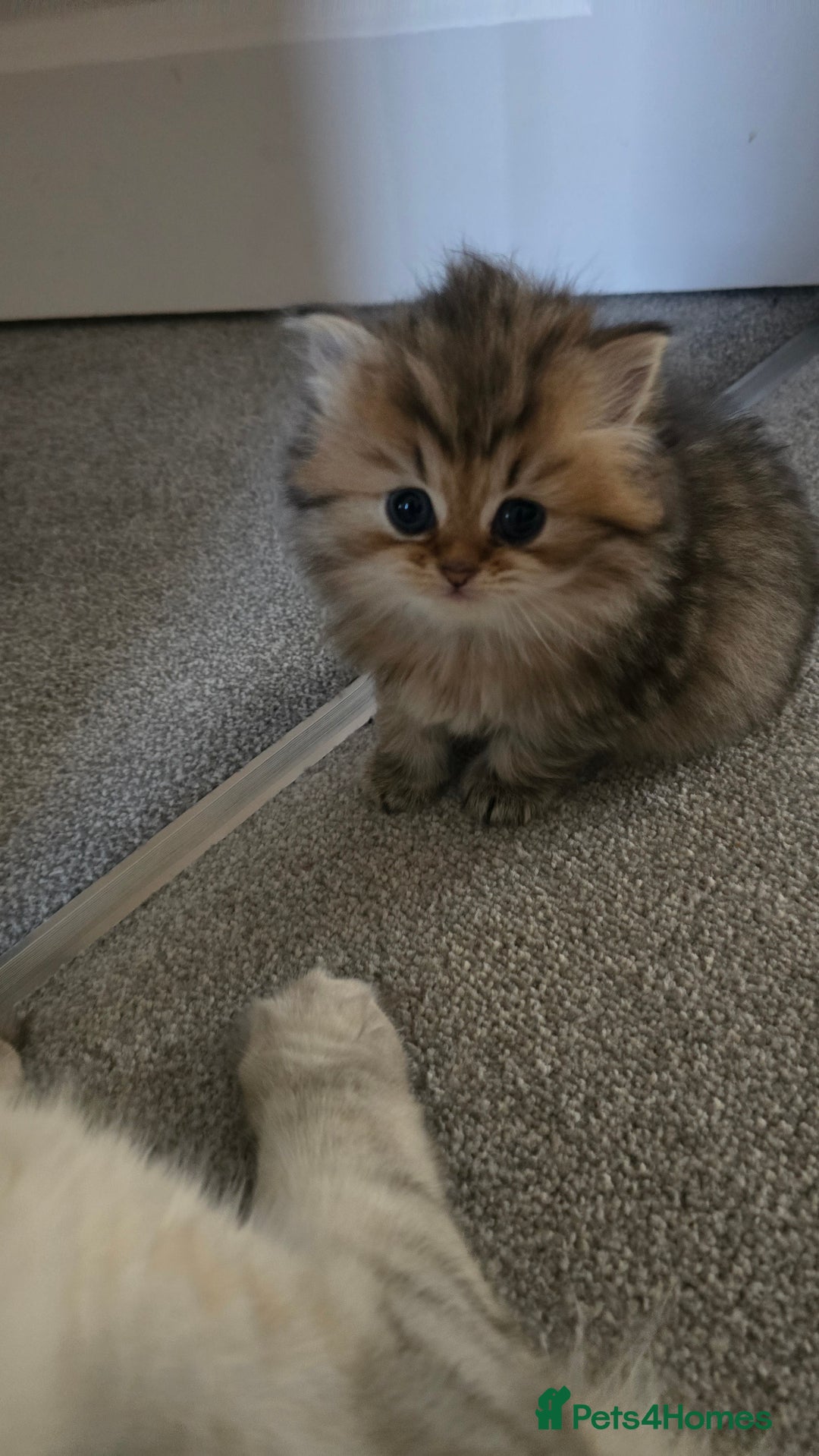 Persian cats for sale: 2 male persian kittens - Advert 2