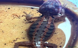 Bearded Dragon reptiles for sale: Baby bearded dragons 6 weeks old - Image 2
