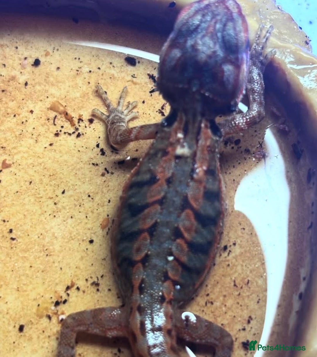 Bearded Dragon reptiles for sale: Baby bearded dragons 6 weeks old - Image 2