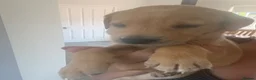 Labrador Retriever dogs for sale: Exceptional pedigree fox red Labrador retrievers - Advert 8