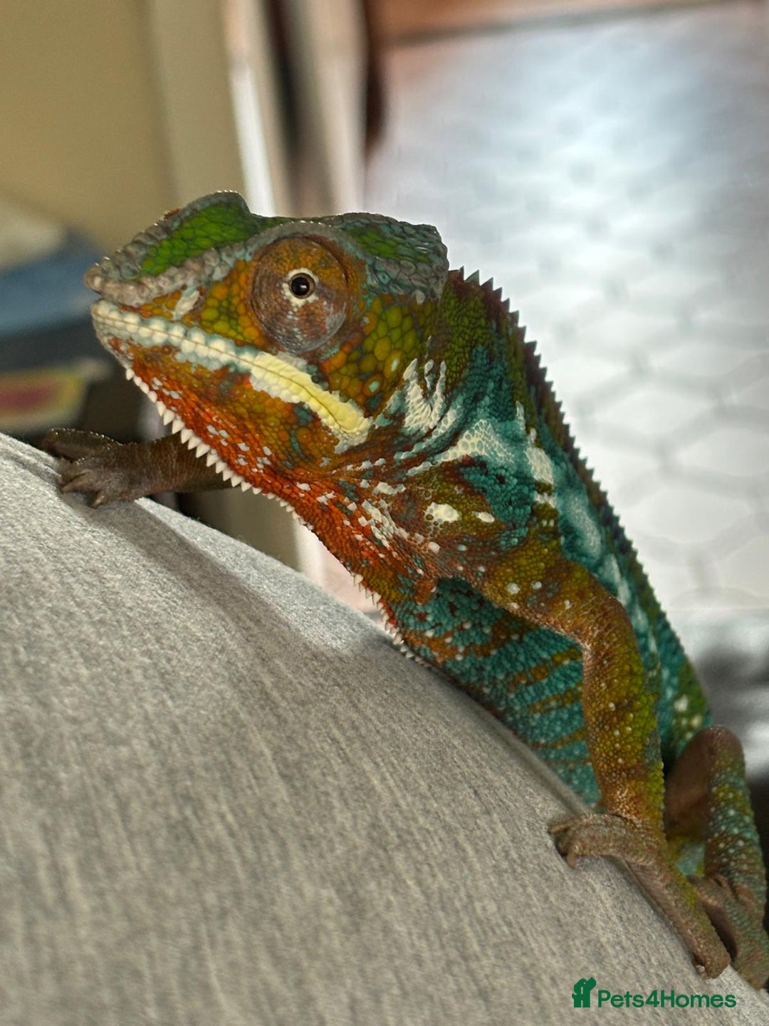 Chameleon reptiles for sale: Male chameleon and full set up  - Image 3
