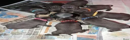 Staffordshire Bull Terrier dogs for sale: £1950 ONO Ready Champion blood line best inBritain - Advert 4