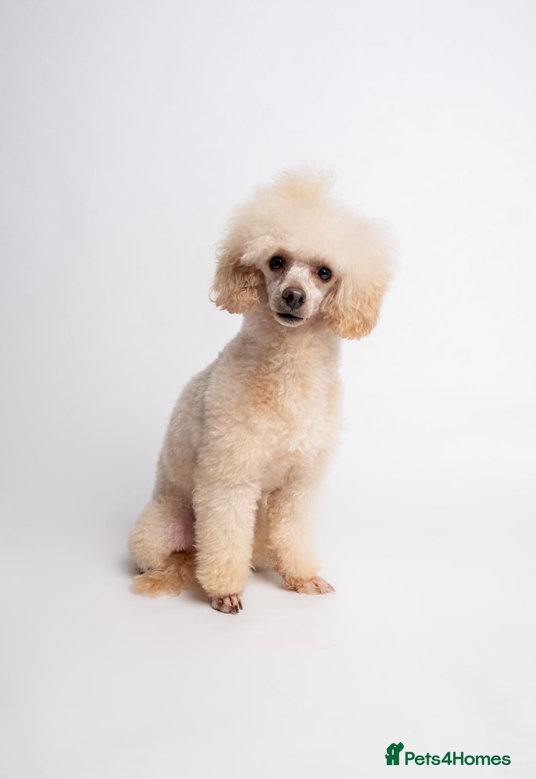Toy Poodle dogs for stud: KC REG  HEALTH TESTED POODLE STUD  in Hoddesdon - Advert 7