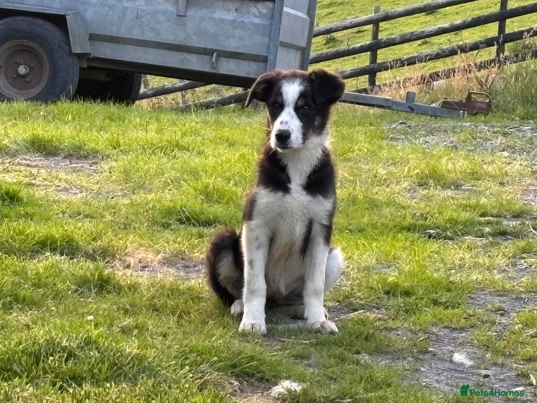 Border Collie dogs for sale: Border Collie female - Image 5