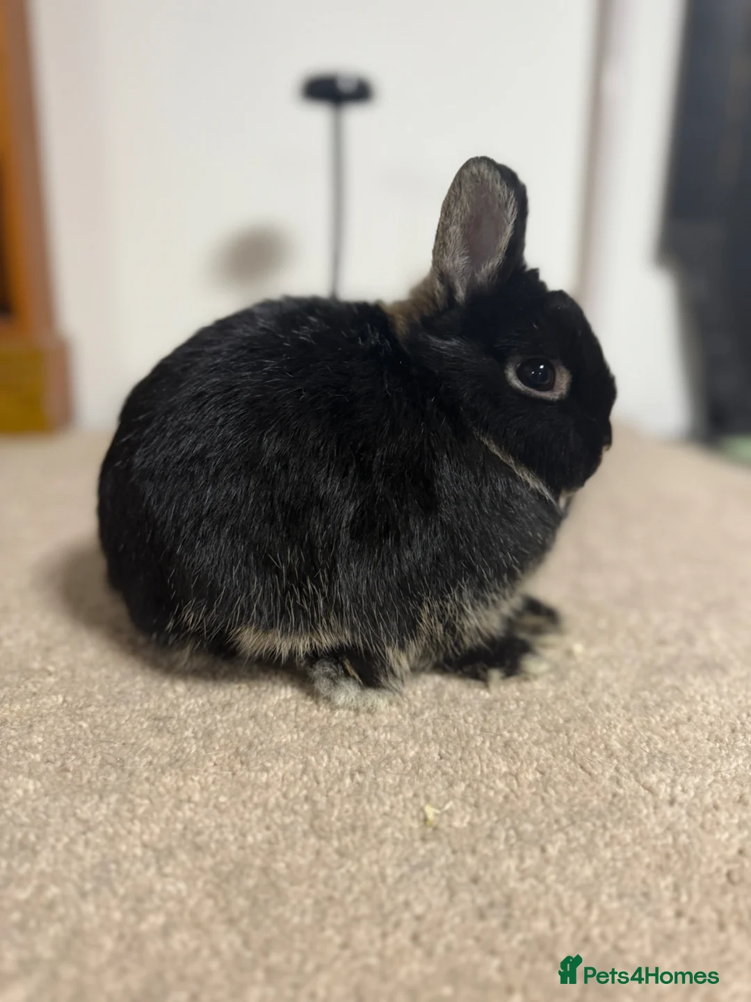 Netherland Dwarf rabbits for sale: Vaccinated Black Otter Netherland Doe ready to go - Advert 1