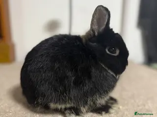 Netherland Dwarf rabbits Vaccinated Black Otter Netherland Doe ready to go - Advert 1