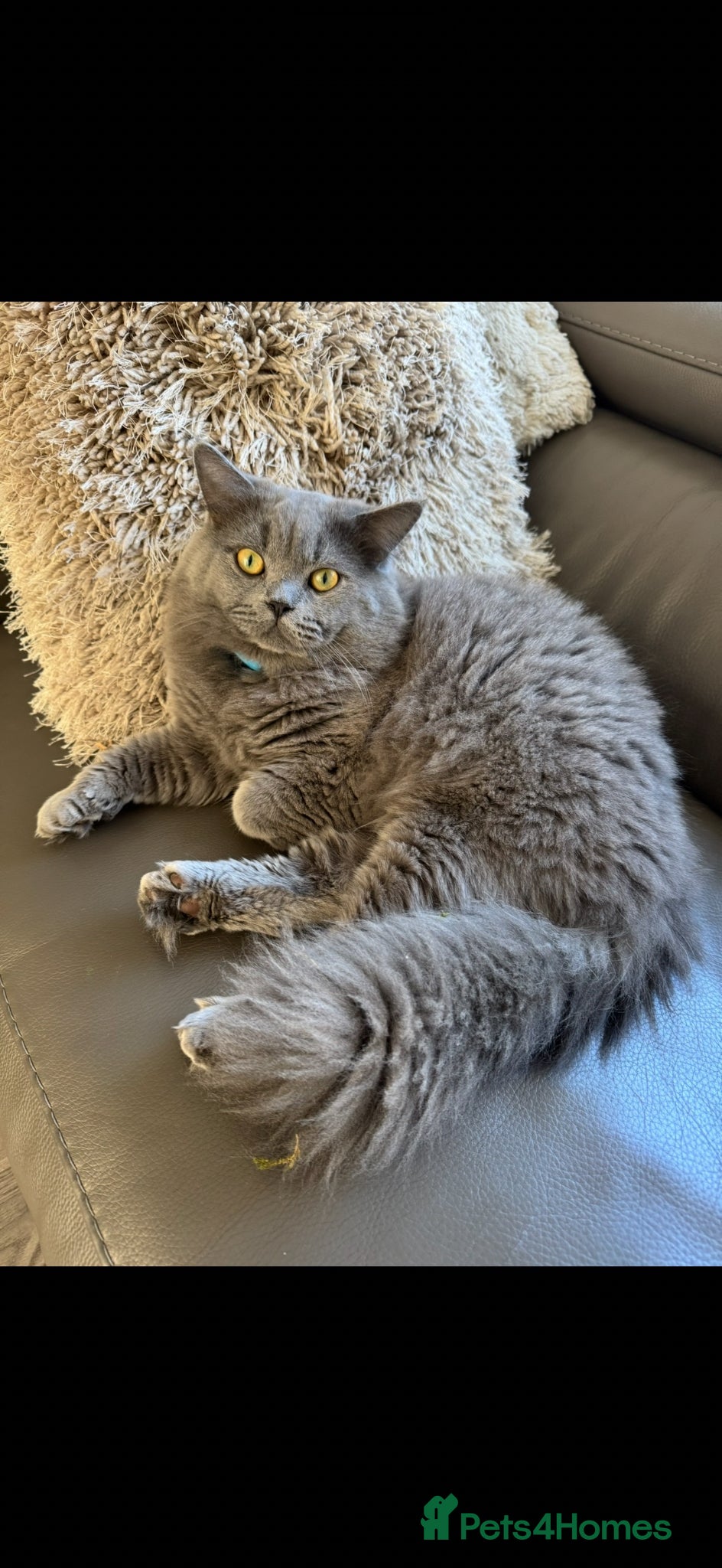 British Longhair cats Beautiful chunky British longhair ready now - Advert 2