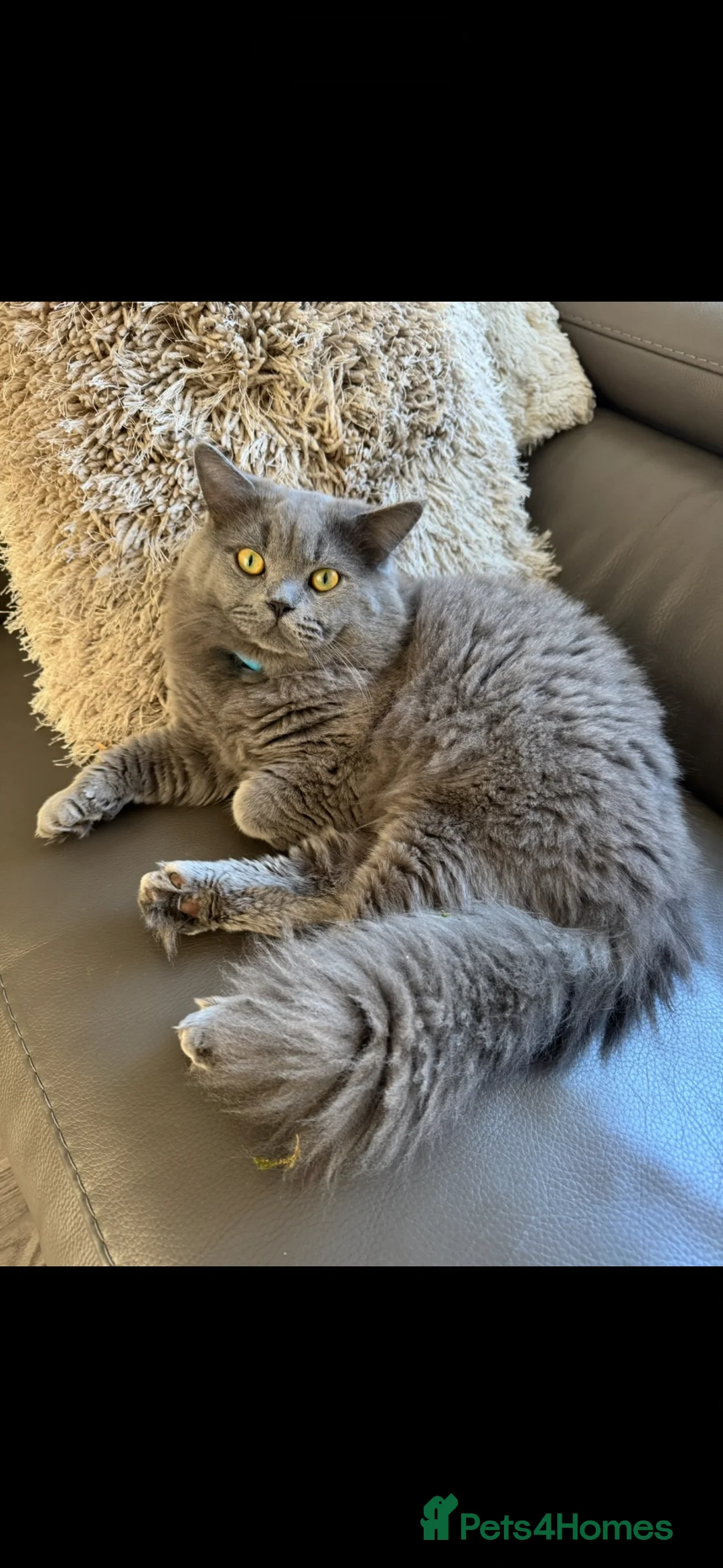 British Longhair cats for sale: Beautiful chunky British longhair ready now - Advert 2