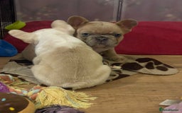 French Bulldog dogs for sale: Handsome French bulldog puppy for sale!!  - Image 8