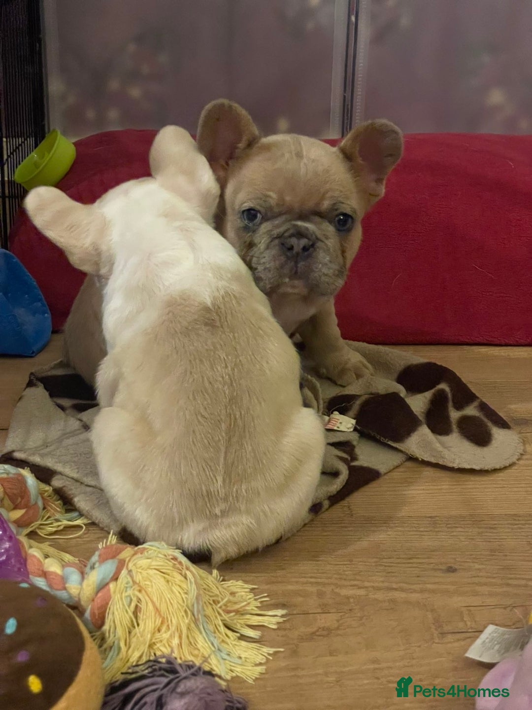 French Bulldog dogs for sale: Handsome French bulldog puppy for sale!!  - Image 8
