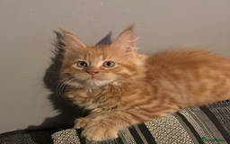 Maine Coon cats for sale: Ginger 3/4 Maine Coon - Image 2
