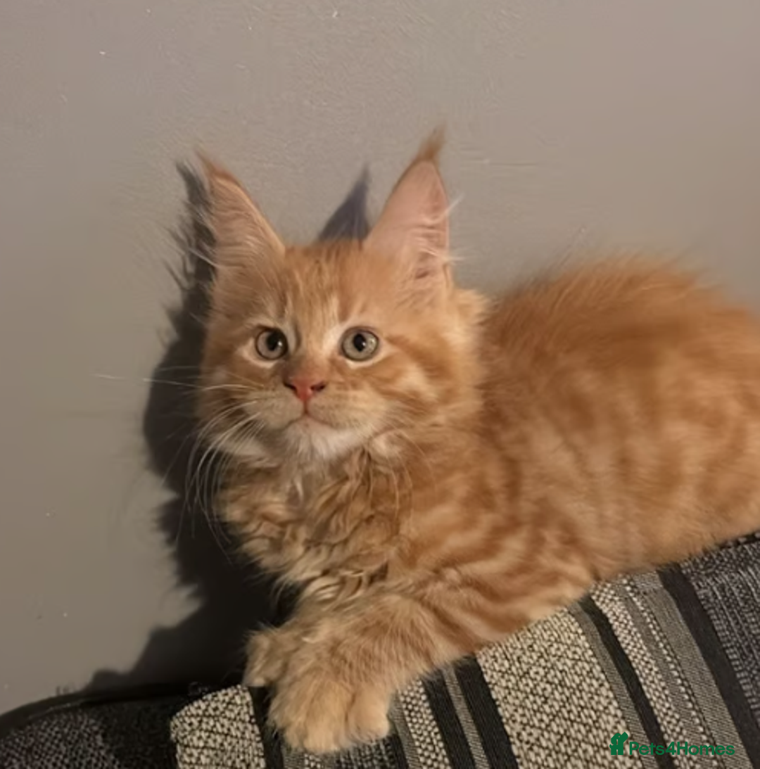 Maine Coon cats for sale: Ginger 3/4 Maine Coon - Image 2