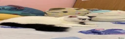 Exotic cats for sale: Black and white exotic boy - Advert 7
