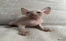 Devon Rex cats for sale: TICA Registered- Lilac Devon Rex Kittens - Image 21