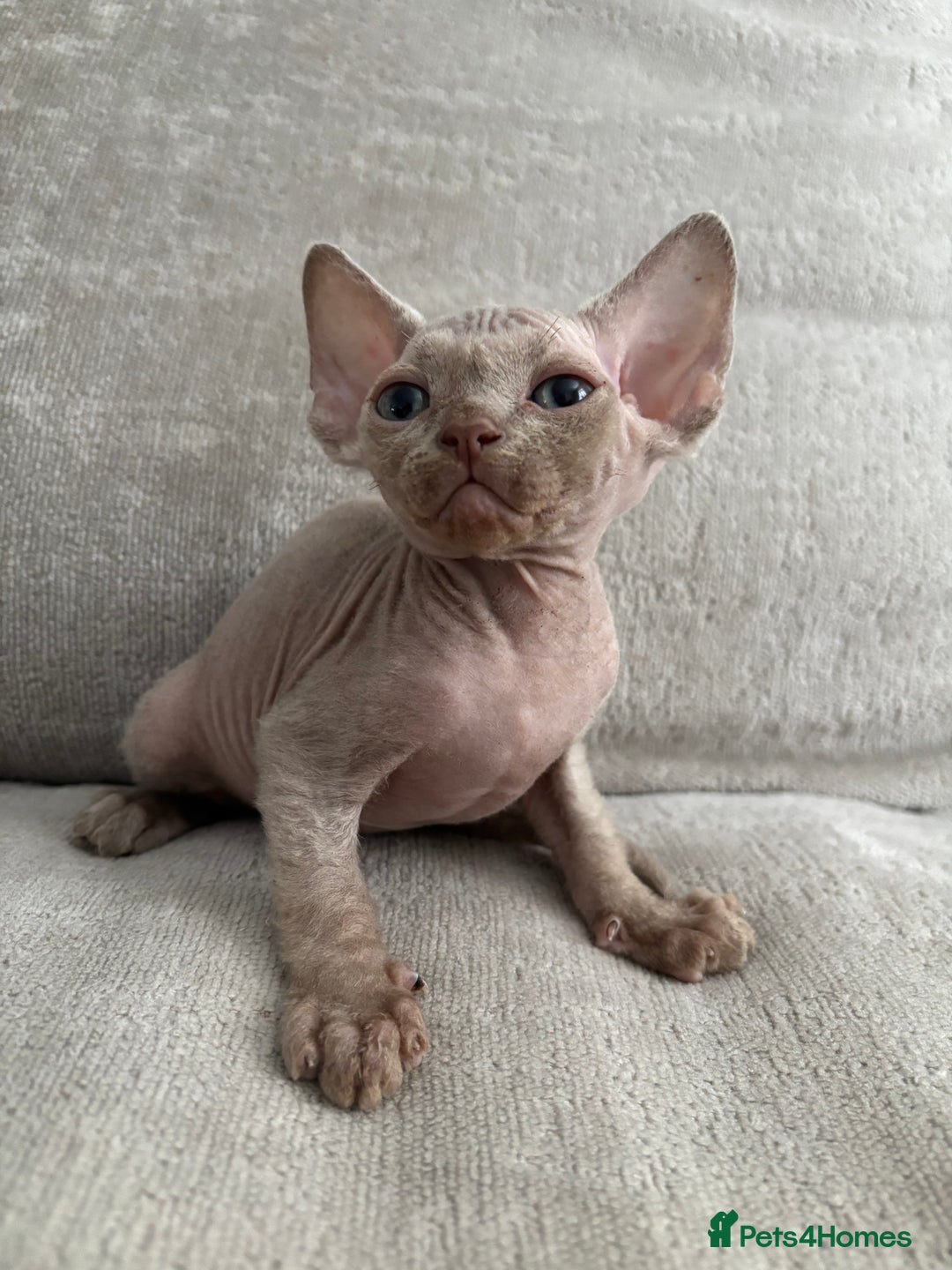 Devon Rex cats for sale: TICA Registered- Lilac Devon Rex Kittens - Image 21
