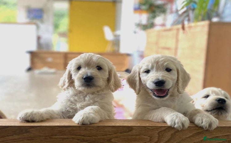 Goldendoodle dogs - Advert 1