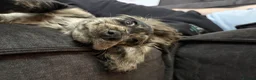 Cocker Spaniel dogs for sale: Merle cocker spaniel puppy - Advert 4