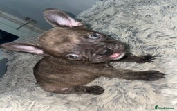 French Bulldog dogs for sale: Brindle & Fawn French Bulldog Puppies - Image 24