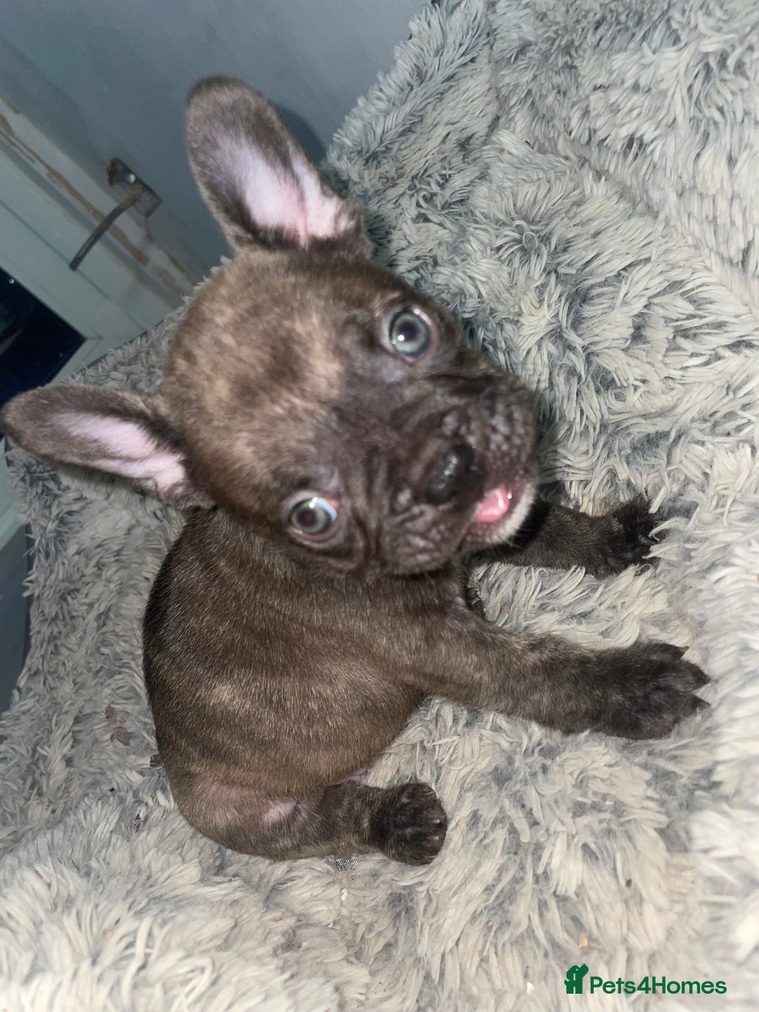 French Bulldog dogs for sale: Brindle & Fawn French Bulldog Puppies - Image 24