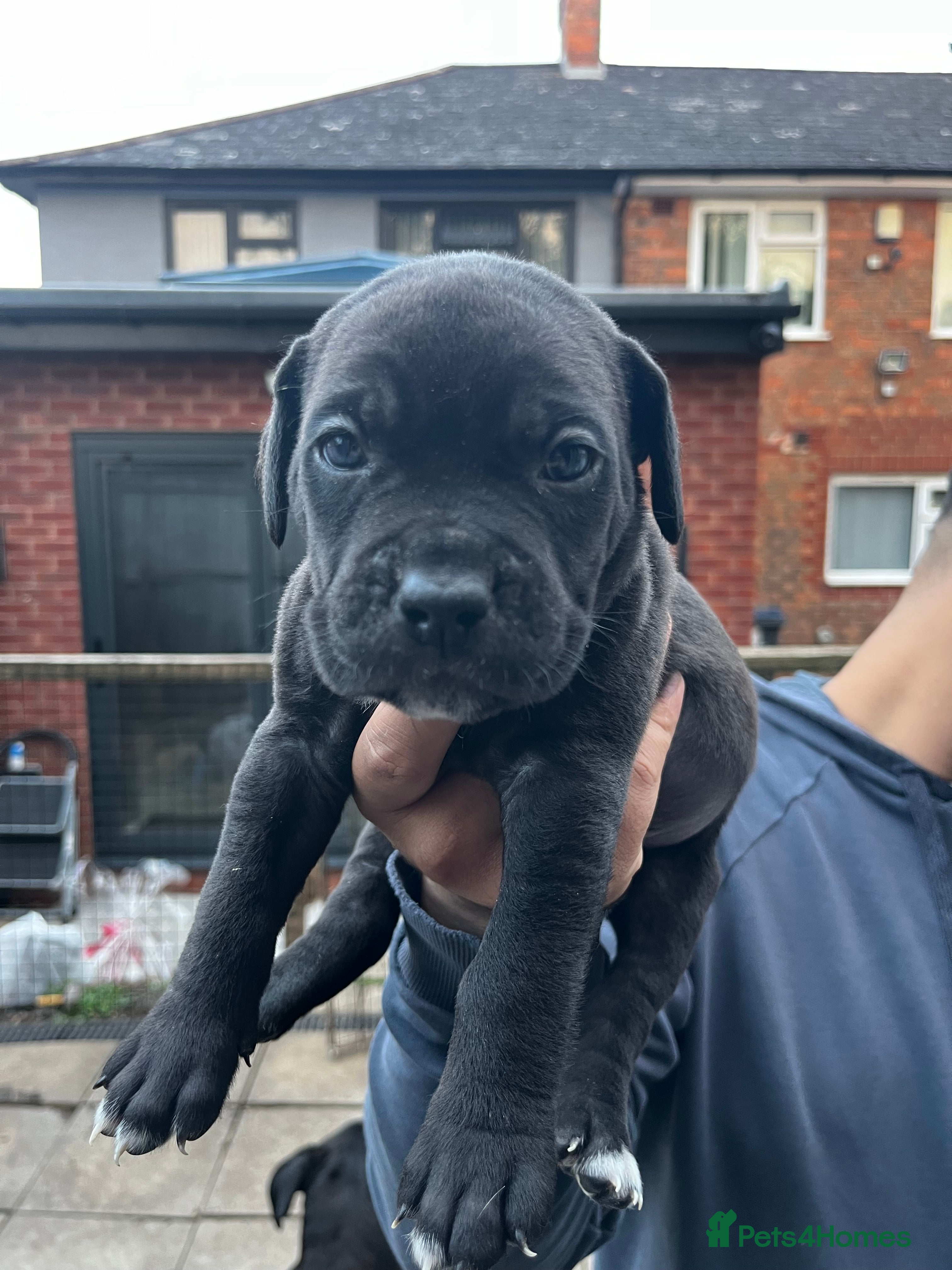 Cane Corso dogs DeBella Cane Corso Pups - Advert 2