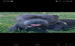 Staffordshire Bull Terrier dogs for sale: #Ready2go Kc registered blue staffy pups 4 sale - Image 11