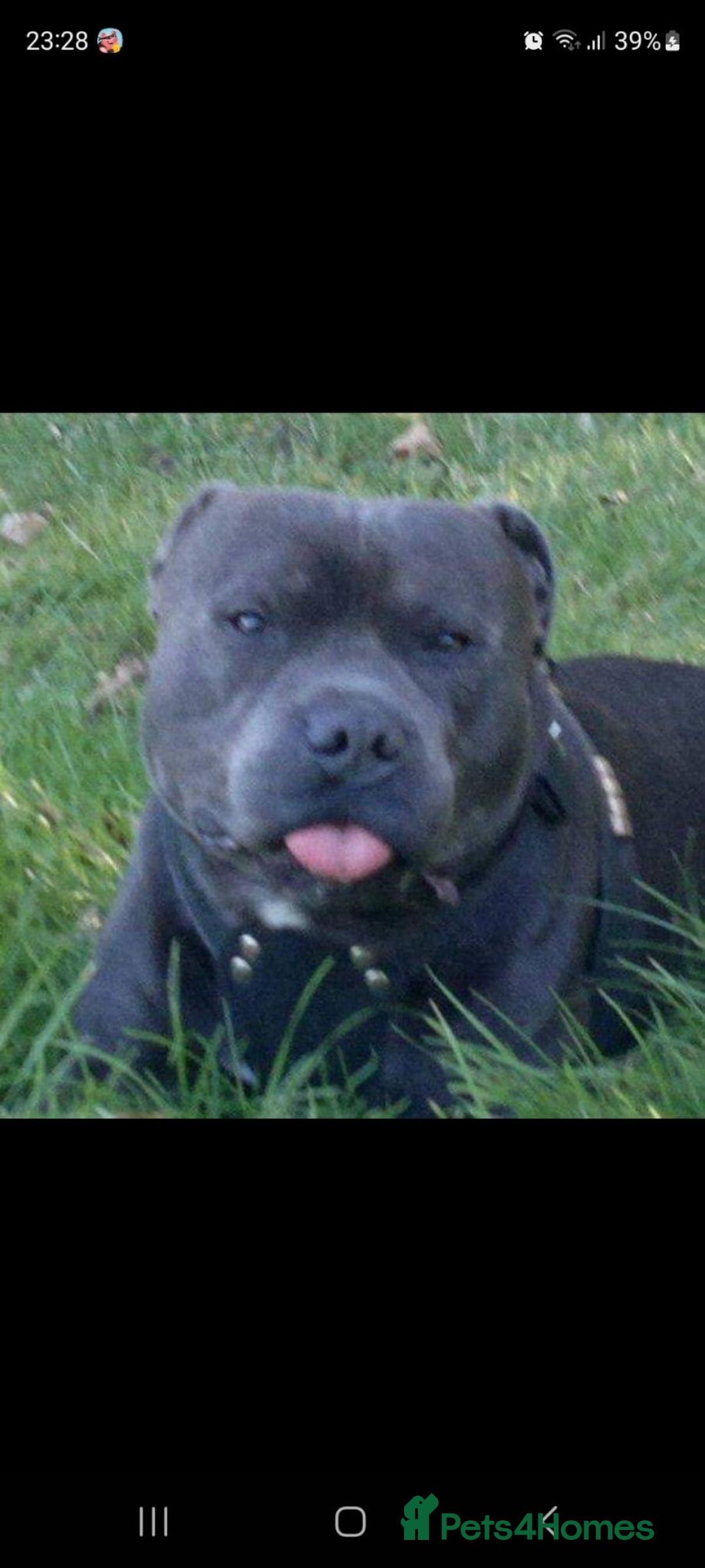 Staffordshire Bull Terrier dogs for sale: #Ready2go Kc registered blue staffy pups 4 sale - Image 11