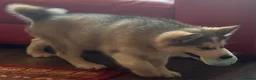 Alaskan Malamute dogs for sale: Female pure Alaskan Malamutes  - Advert 15