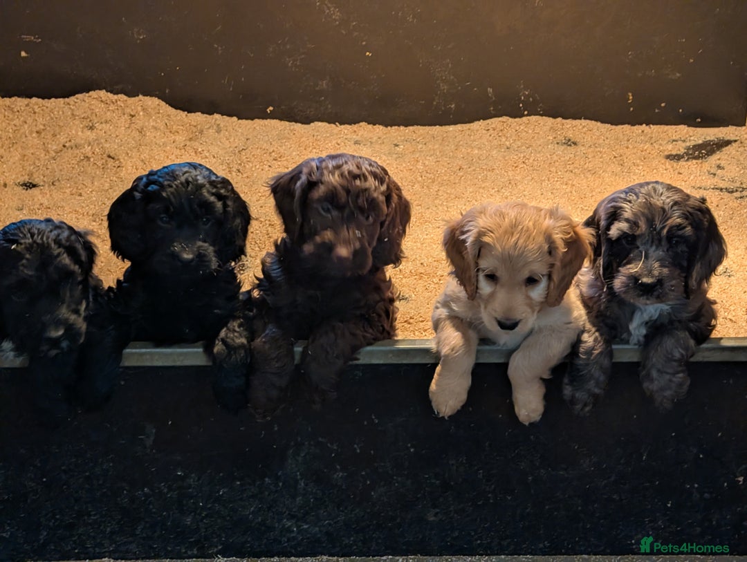 Cockapoo dogs for sale: Gorgeous Cockapoo Puppies For Sale  - Advert 8