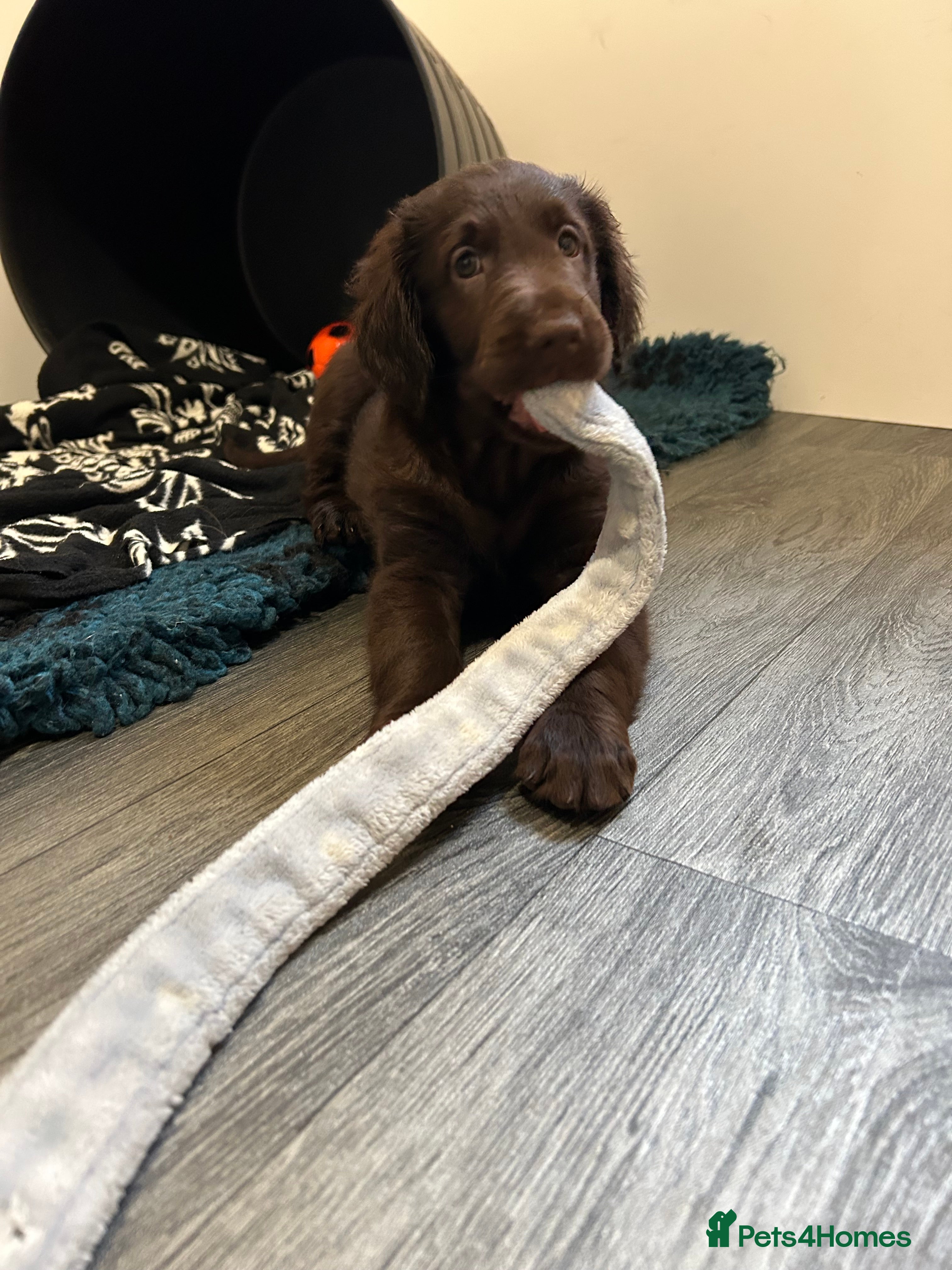 Flat coated Retriever dogs 2 Beautiful liver flatcoat puppies 1 girl 1 boy  - Advert 1